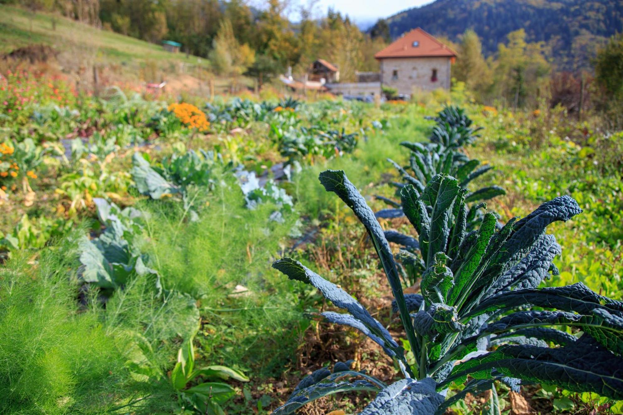 Agriturismo Fattoria Ortoalpino Trichiana Dış mekan fotoğraf