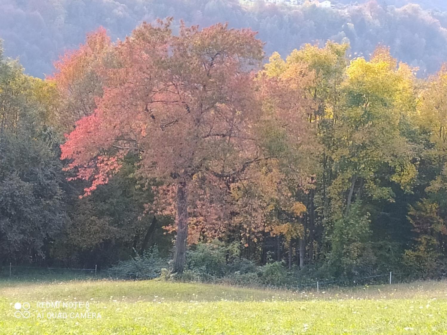 Agriturismo Fattoria Ortoalpino Trichiana Dış mekan fotoğraf